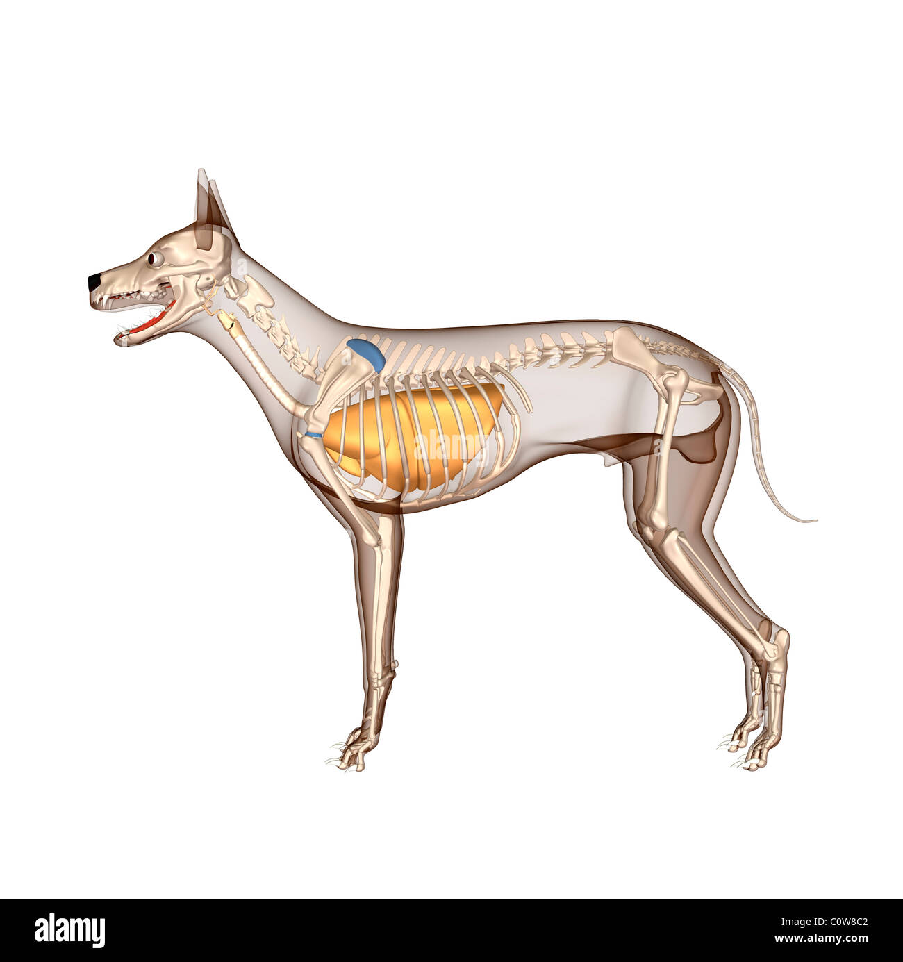 Anatomia del cane respiratorie scheletro dei polmoni con corpo trasparente Foto Stock