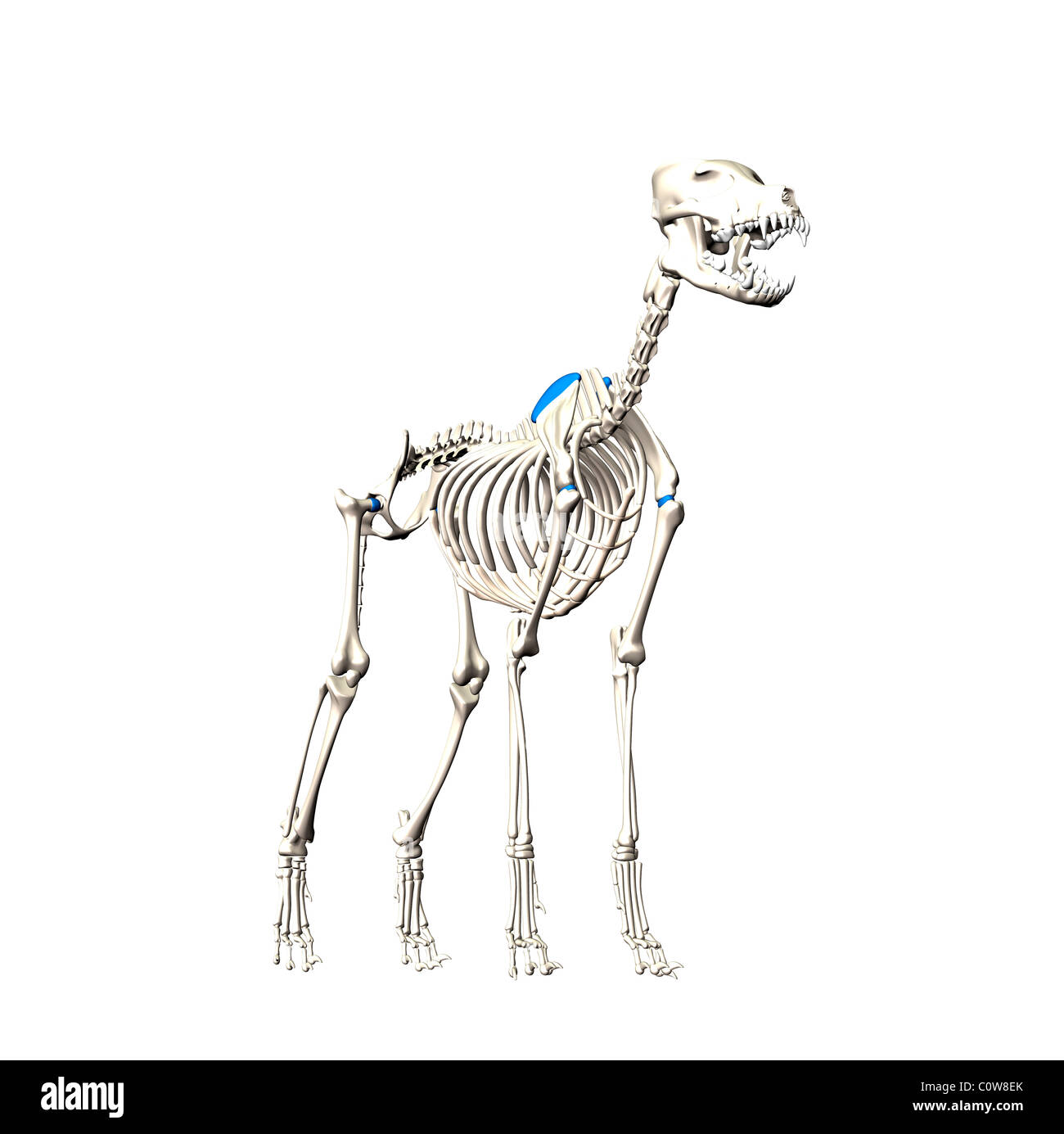 Cane scheletro anatomia Foto Stock