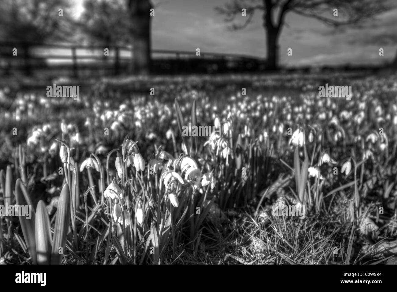 Ciascuna molla tali zattere di lampadine eruttano lungo la via per questa fattoria nella Foresta di Dean Foto Stock