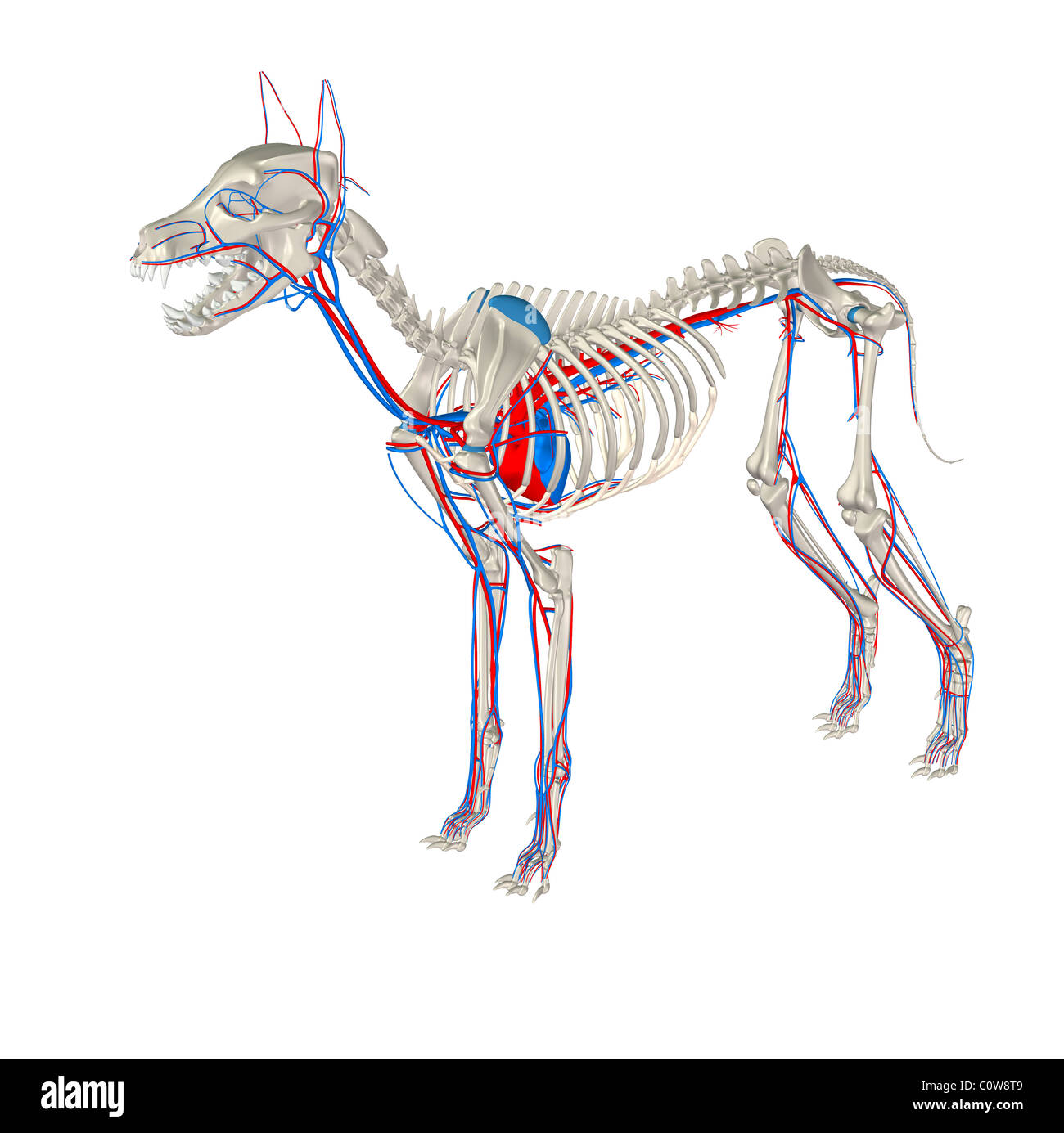 Anatomia del cane cuore circolazione Foto Stock