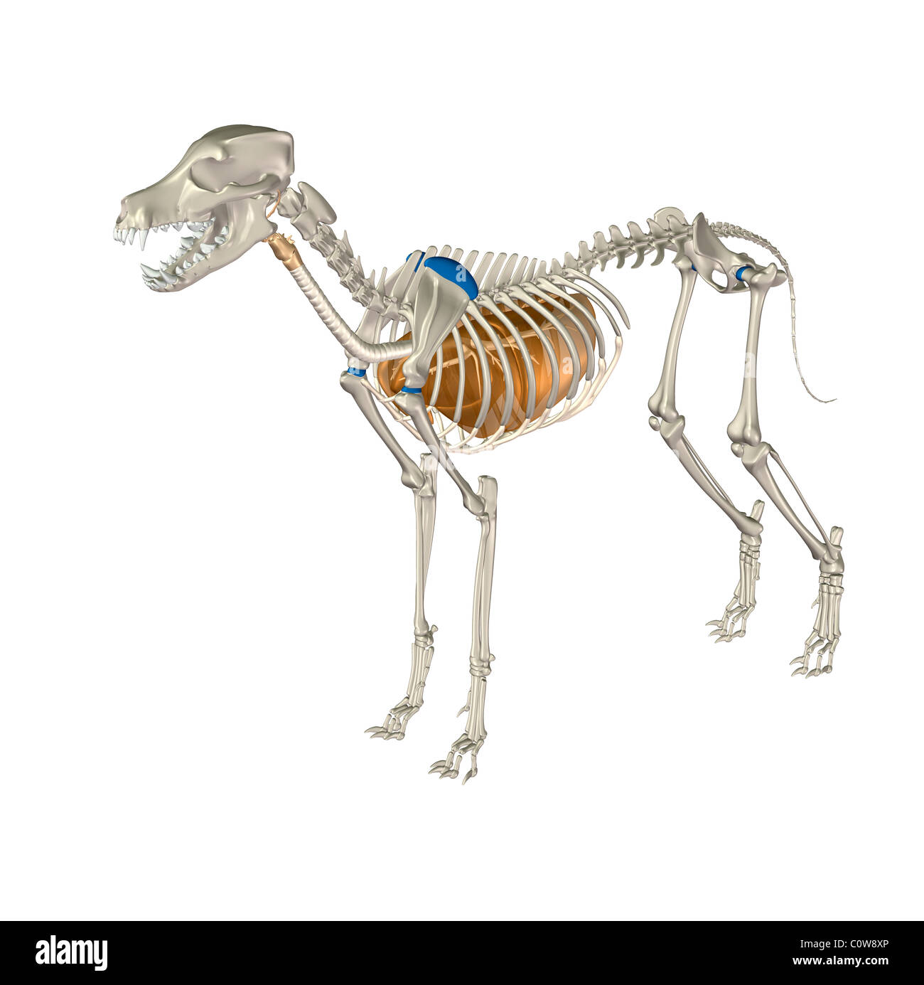 Anatomia del cane polmoni respiratorio Foto Stock