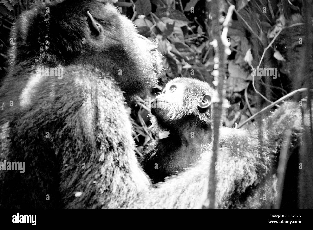 I gorilla di montagna, e Bwindi montagne Virunga, Uganda, Africa Foto Stock