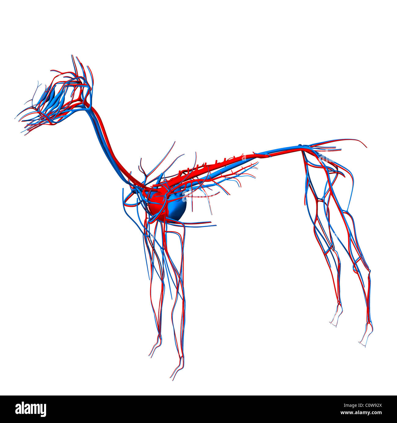 Cavallo anatomia circolazione cardiaca Foto Stock