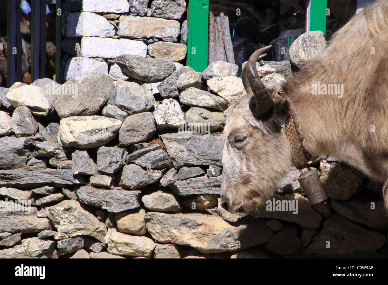 Yak e Yak herders Campo Base Everest Trail, Nepal, Asia Foto Stock