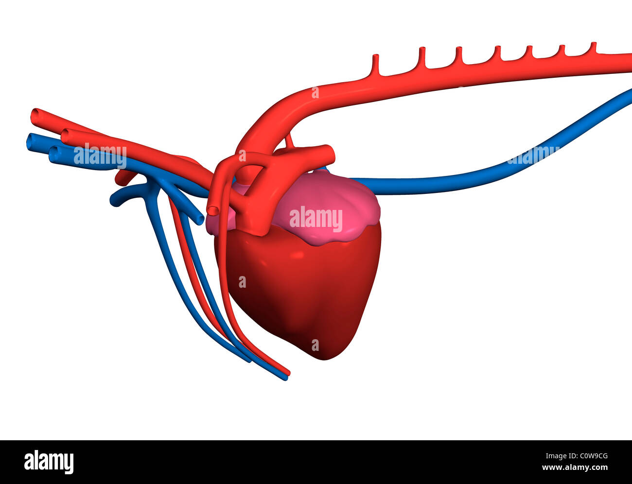 Anatomia del maiale immagini e fotografie stock ad alta risoluzione - Alamy