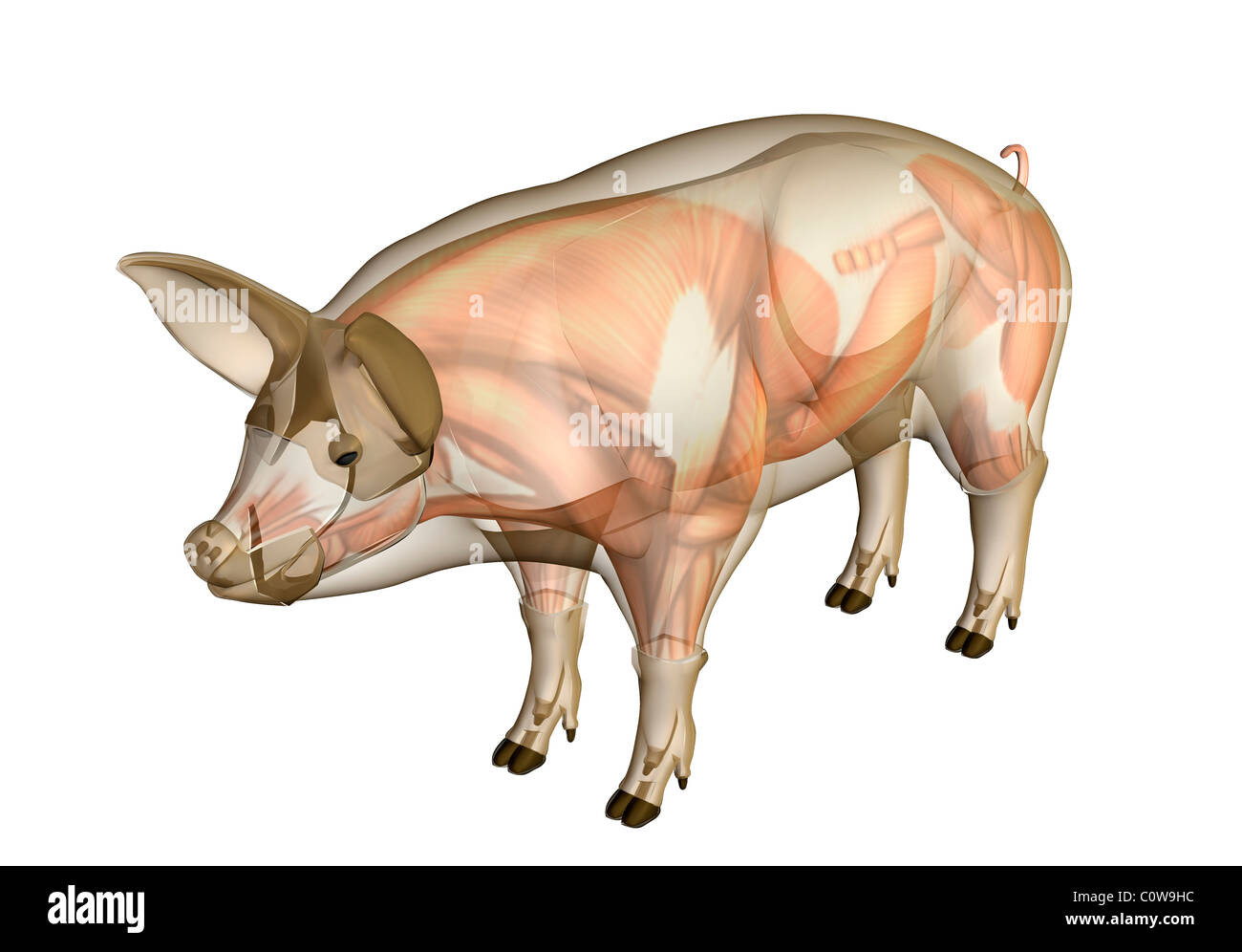 Anatomia di maiale alla muscolatura con corpo trasparente Foto Stock