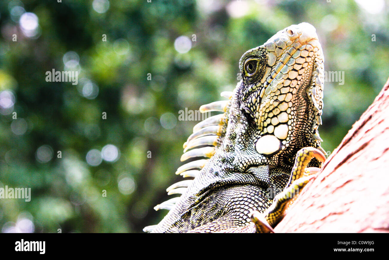 Rettili / Lizard Iguana in Parque Seminario, Guayaquil, Ecuador, Sud America Foto Stock