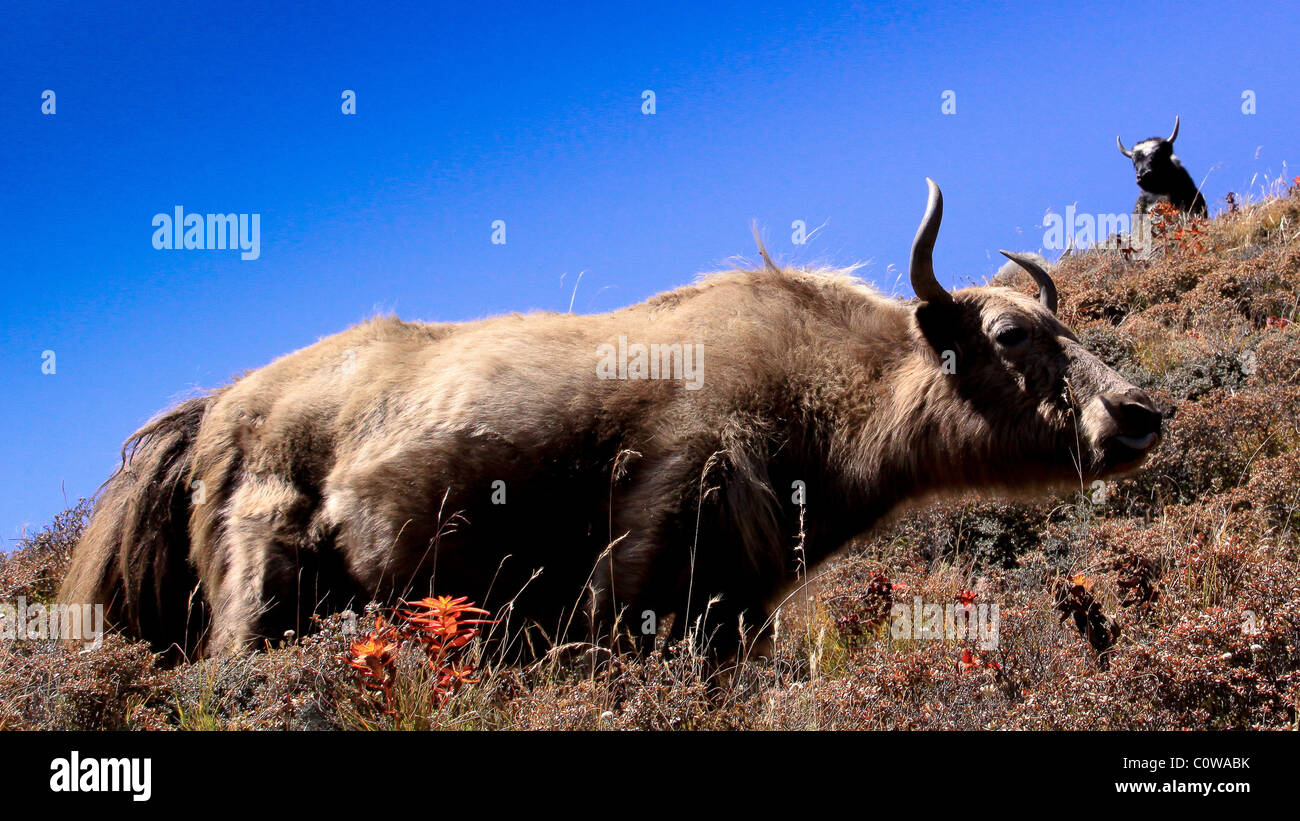 Yak e Yak herders Campo Base Everest Trail, Nepal, Asia Foto Stock Yak e Yak herders Campo Base Everest Trail, Nepal, Asia Foto Stock