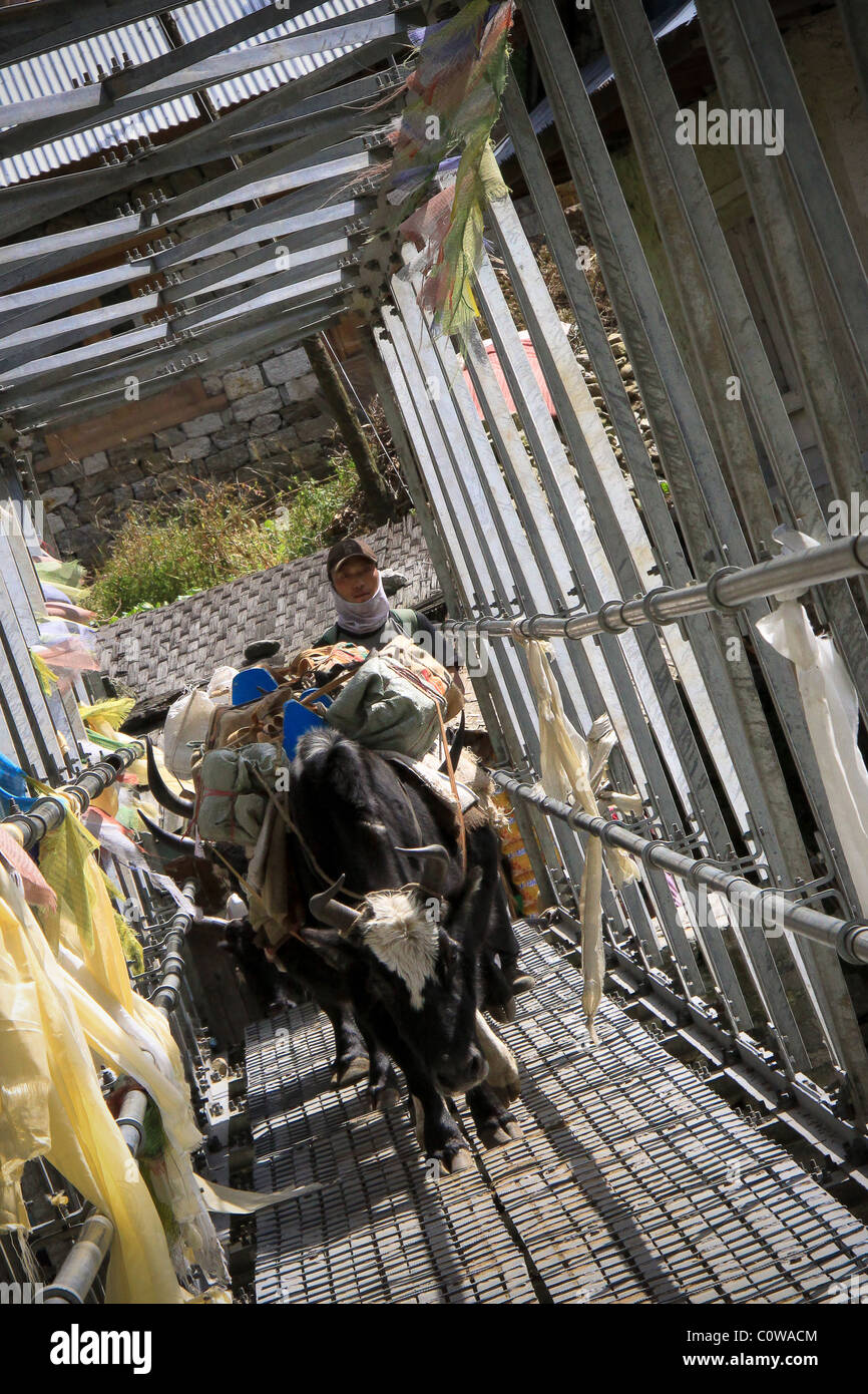 Yak e Yak herders Campo Base Everest Trail, Nepal, Asia Foto Stock Yak e Yak herders Campo Base Everest Trail, Nepal, Asia Foto Stock