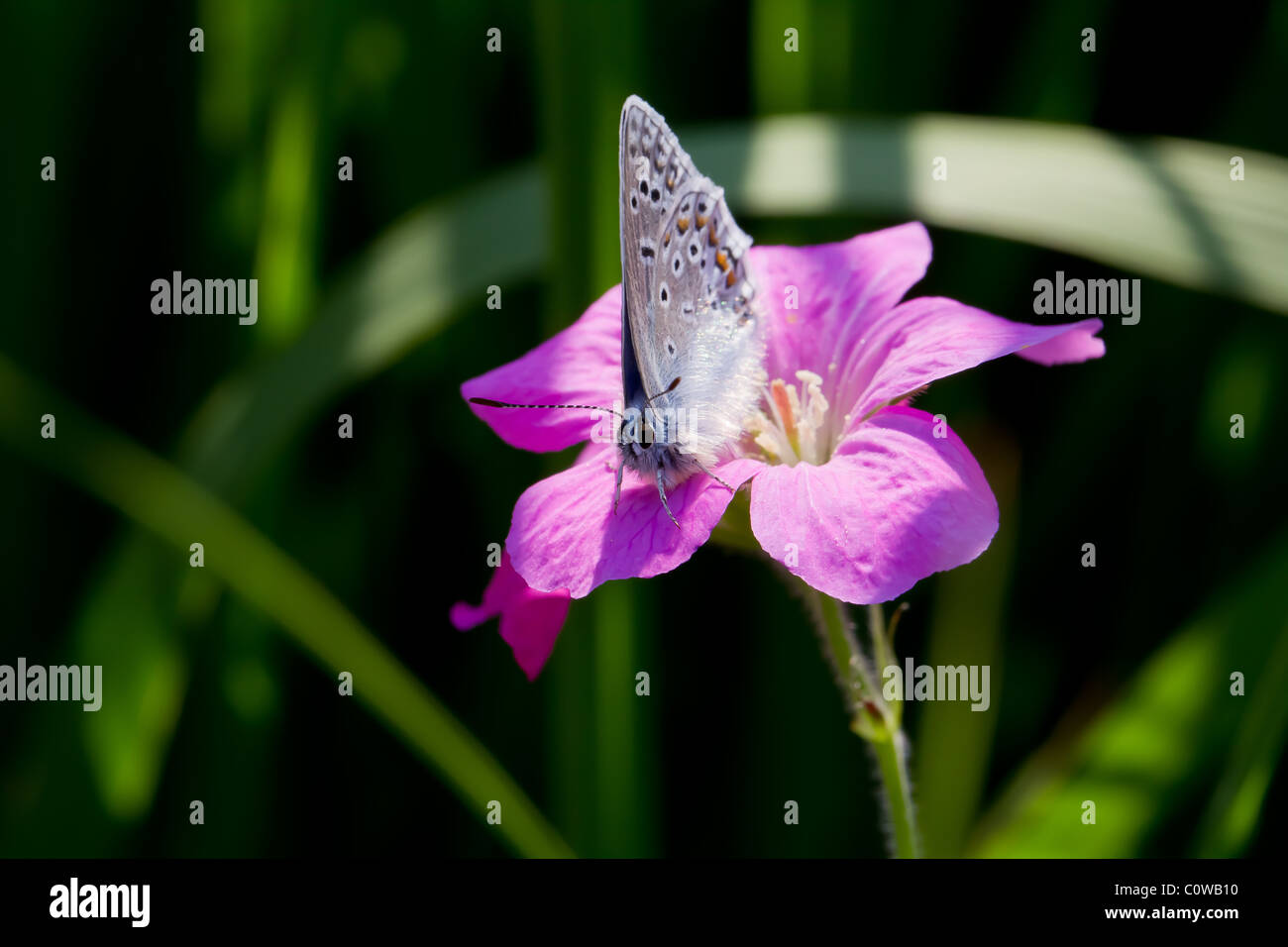 Splendida farfalla posata sul fiore Foto Stock