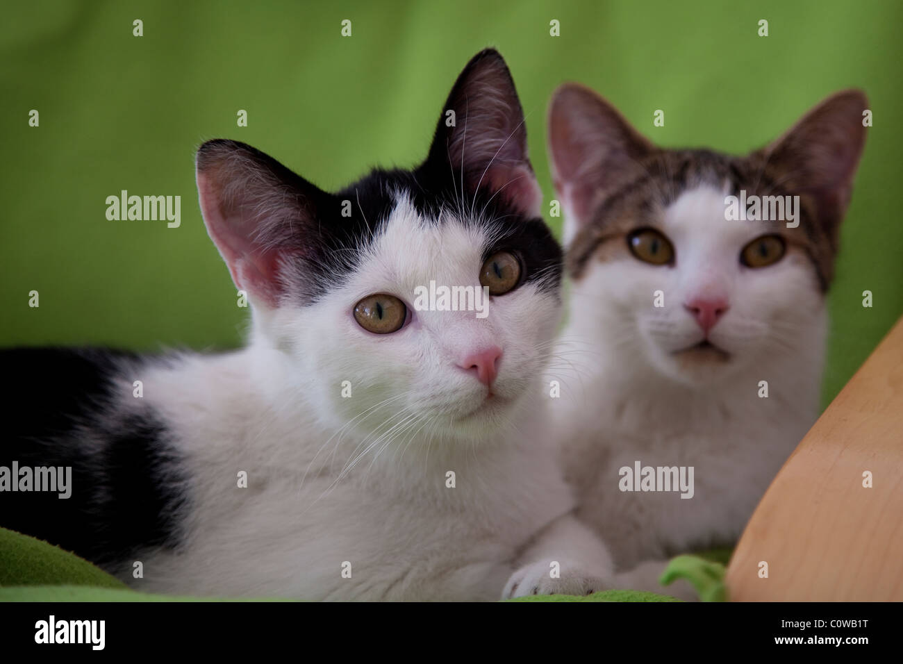 Cute cat fratelli su una sedia verde. Foto Stock