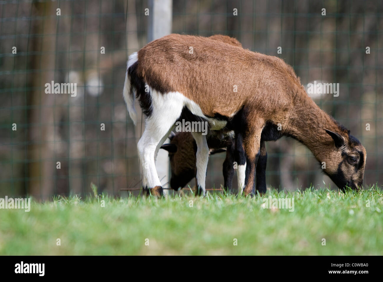 Due Camerun dwarf blackbelly pecora mangiare sulla prateria. Foto Stock