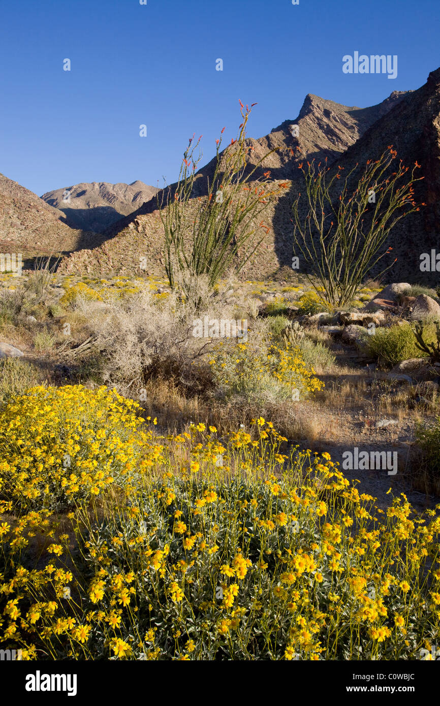 Brittlebush (Encelia farinosa) e ocotillo (Fouquieria splendens) piante in Anza Borrego Desert State Park, California. Foto Stock