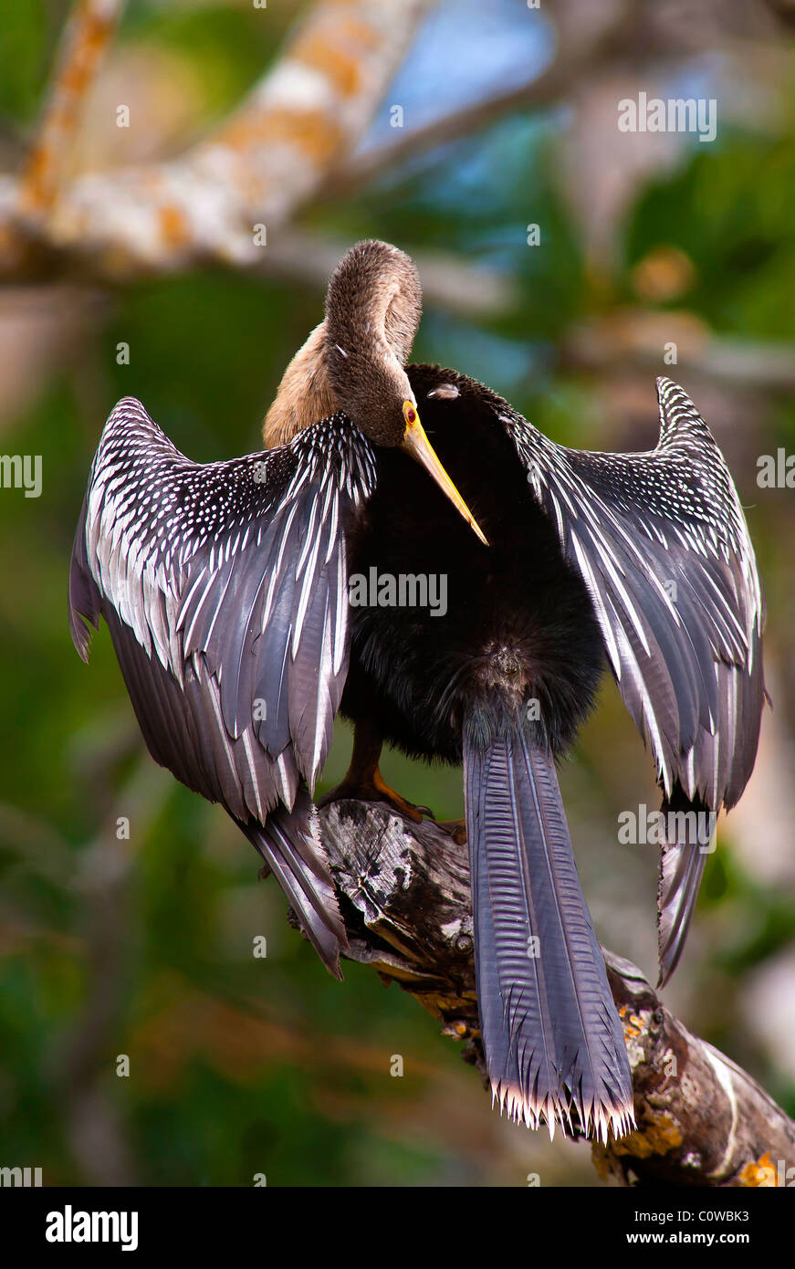 Anhinga ali di essiccazione e graffi torna in Ding Darling NWR, Sanibel Island, Florida. Foto Stock