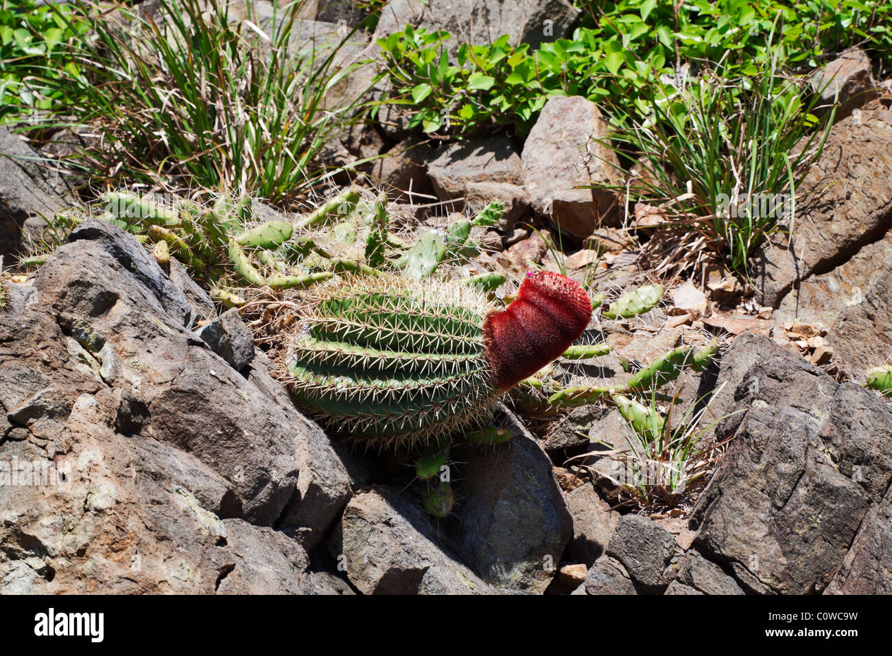 I turchi Cap Cactus, Melocactus intortus, che cresce su un colle roccioso nella regione dei Caraibi Foto Stock