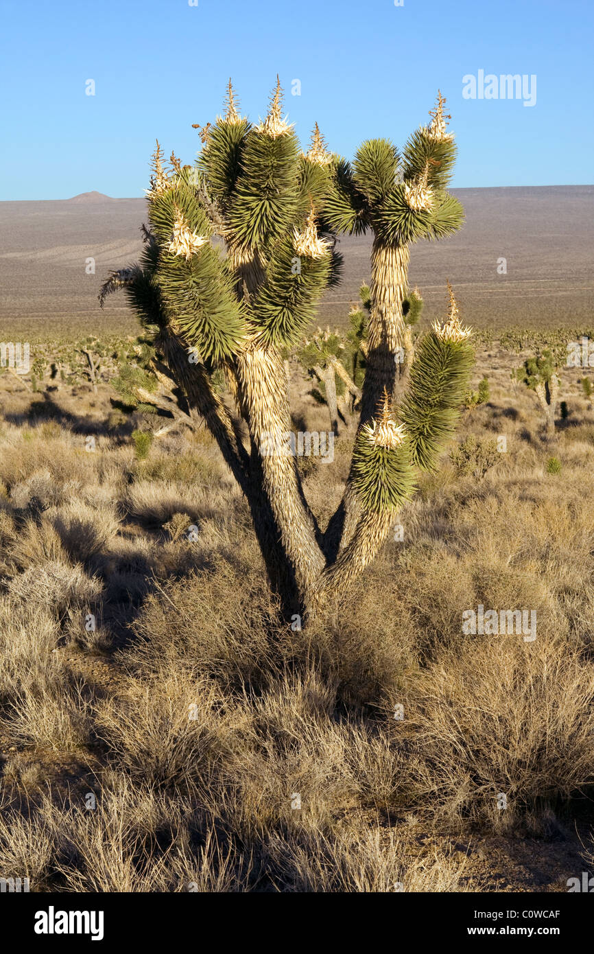 Joshua tree (Yucca brevifolia) nel deserto di Mojave, California. Foto Stock