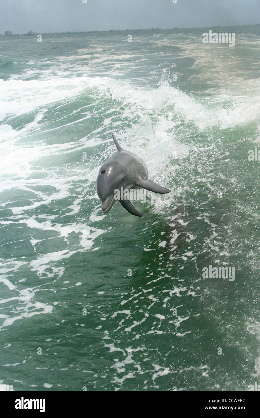 I delfini giocare sulla scia della barca off Saint Petersburg Florida Foto Stock