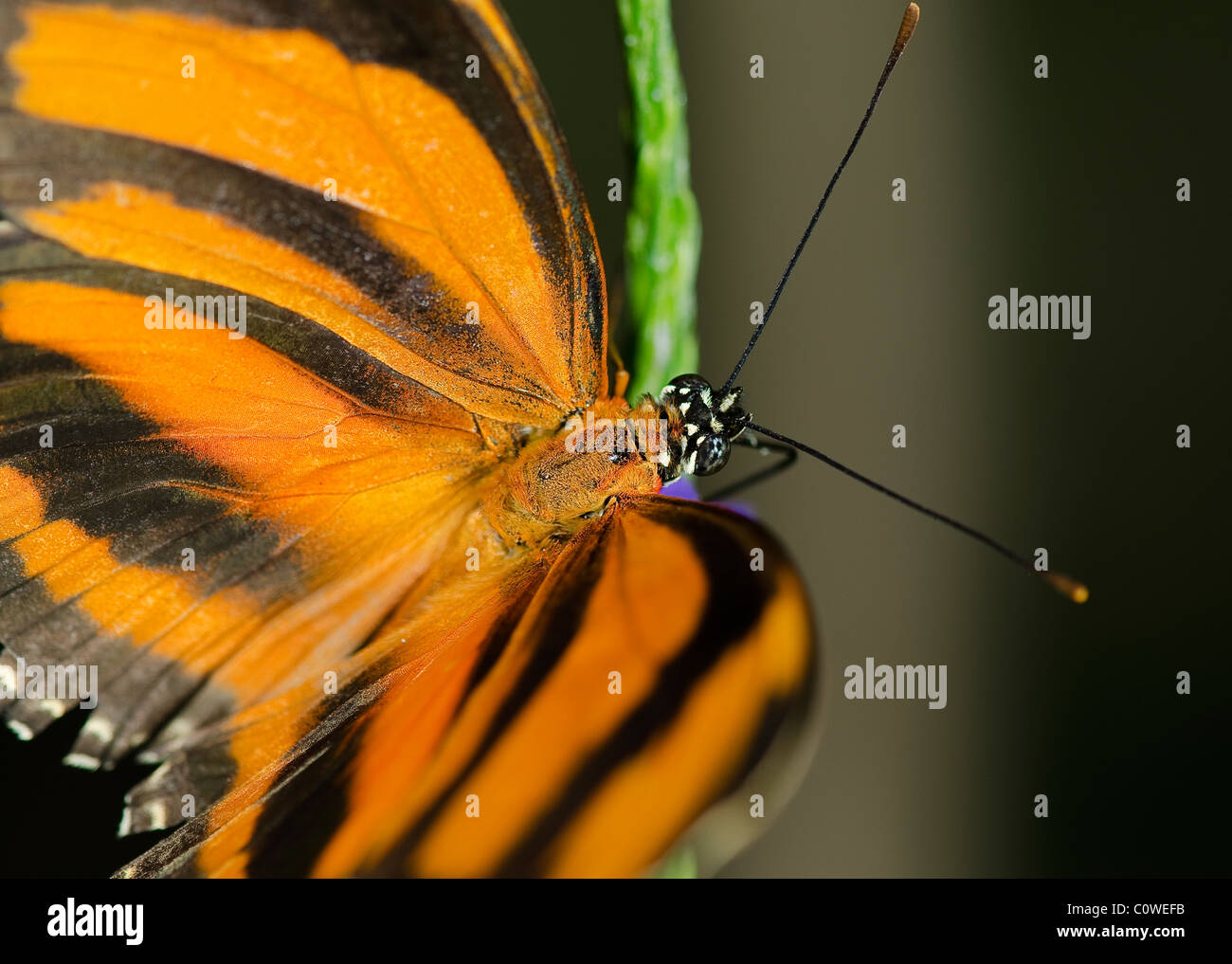 Foto di un arancione nastrati Butterfly, famiglia Nymphalidae, comune attraverso il Brasile al Messico centrale Foto Stock