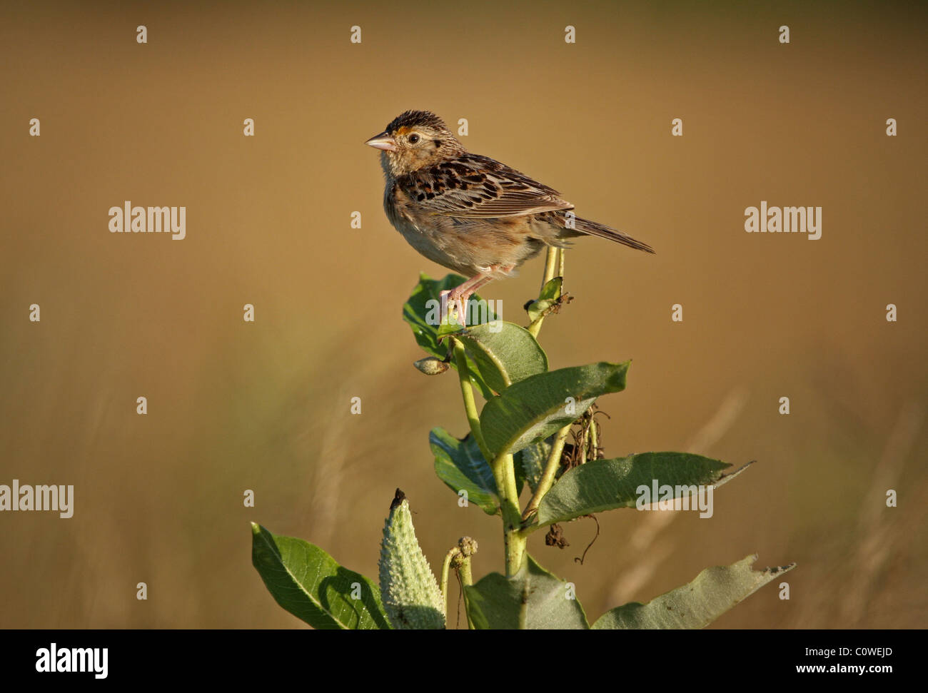 Grasshopper Sparrow, maschio su Milkweed Pesce persico Foto Stock