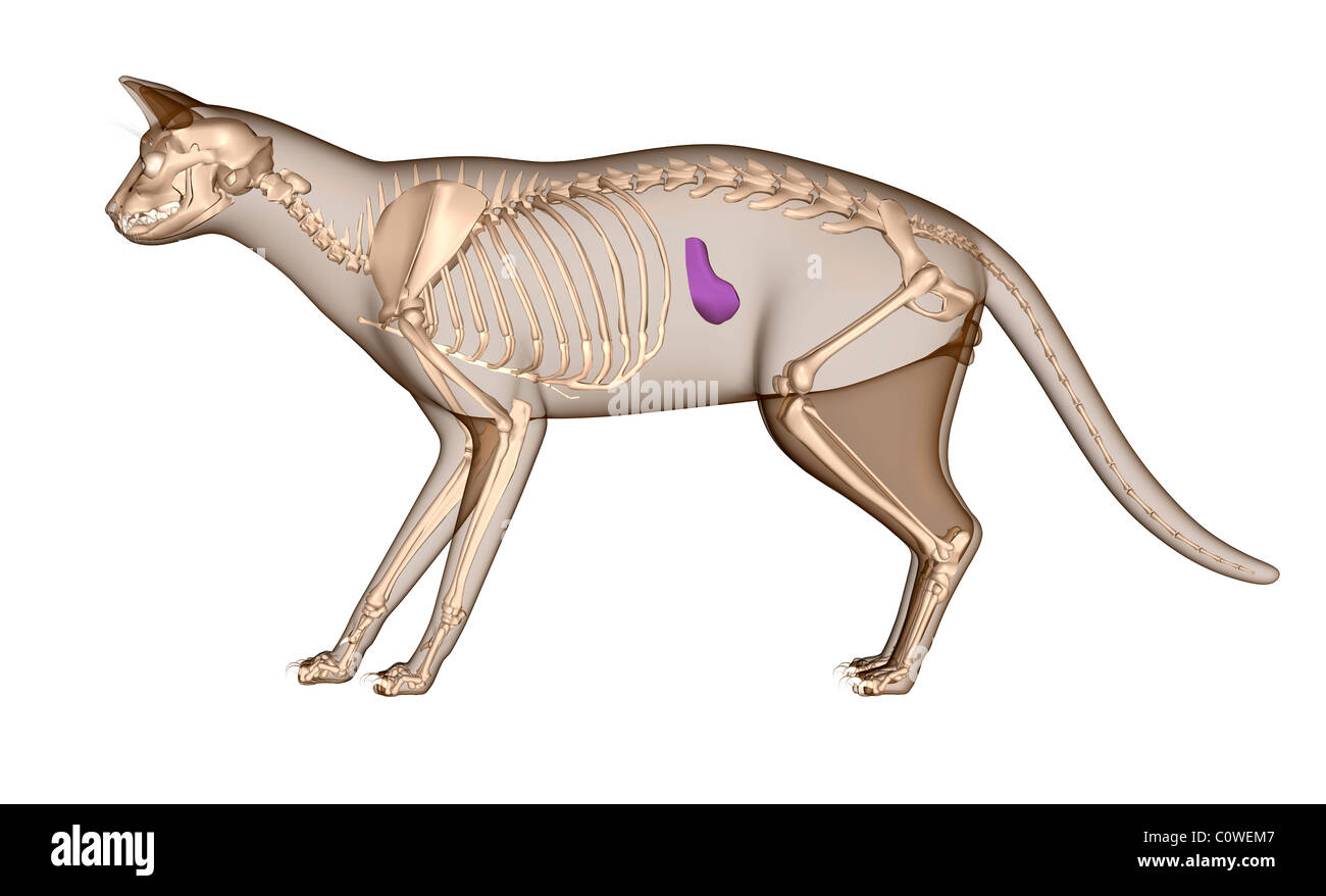 Anatomia del gatto scheletro di milza Foto Stock