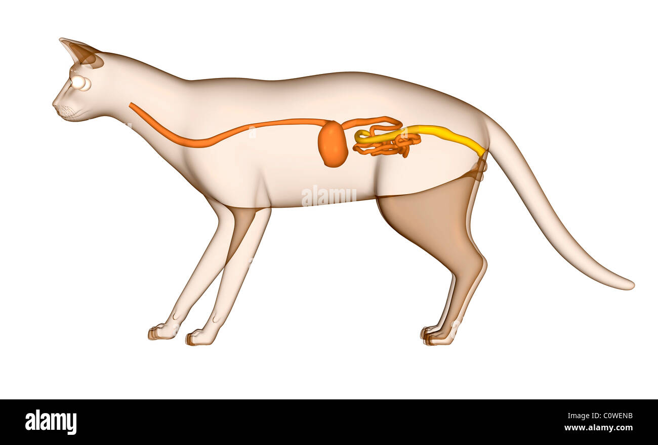 Anatomia della digestione cat Foto Stock