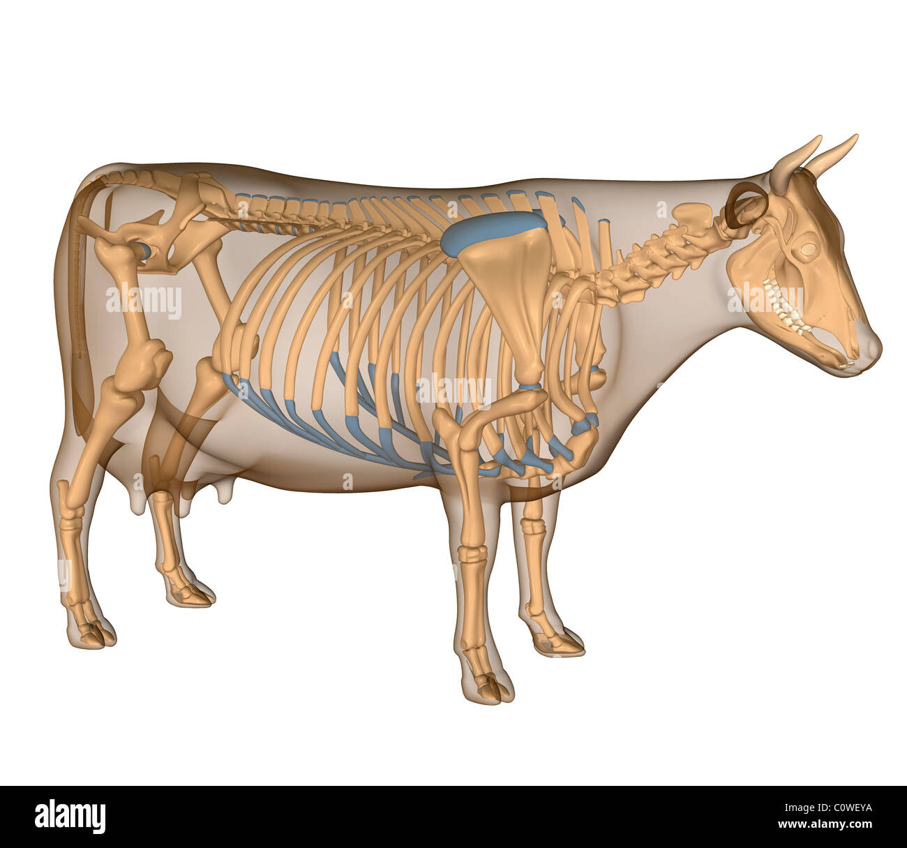 Anatomia dello scheletro di vacca Foto Stock