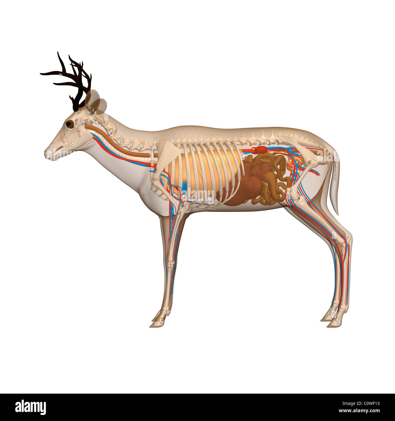 anatomia dei cervi Foto Stock