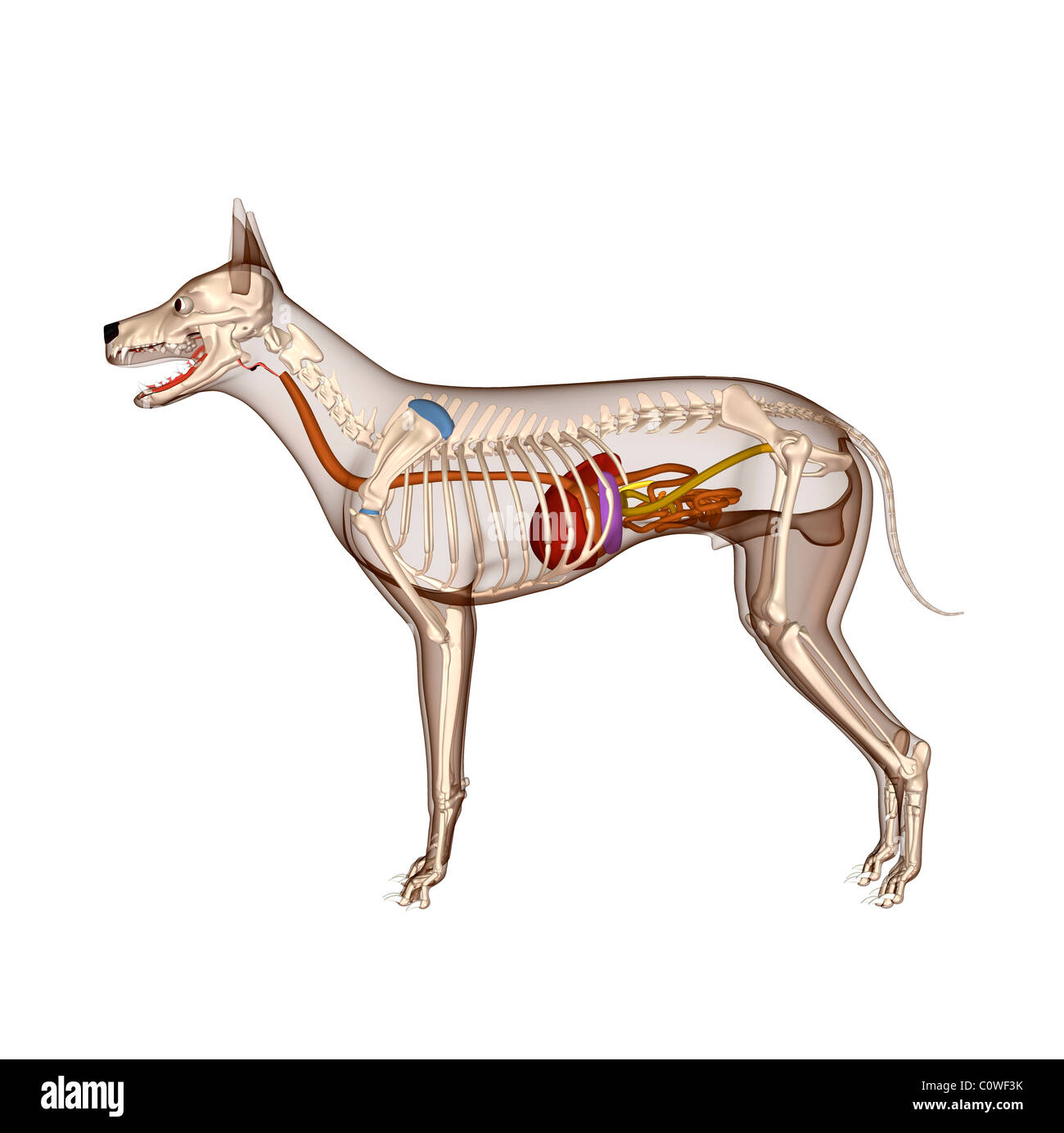 Anatomia del cane lo scheletro di digestione con corpo trasparente Foto Stock