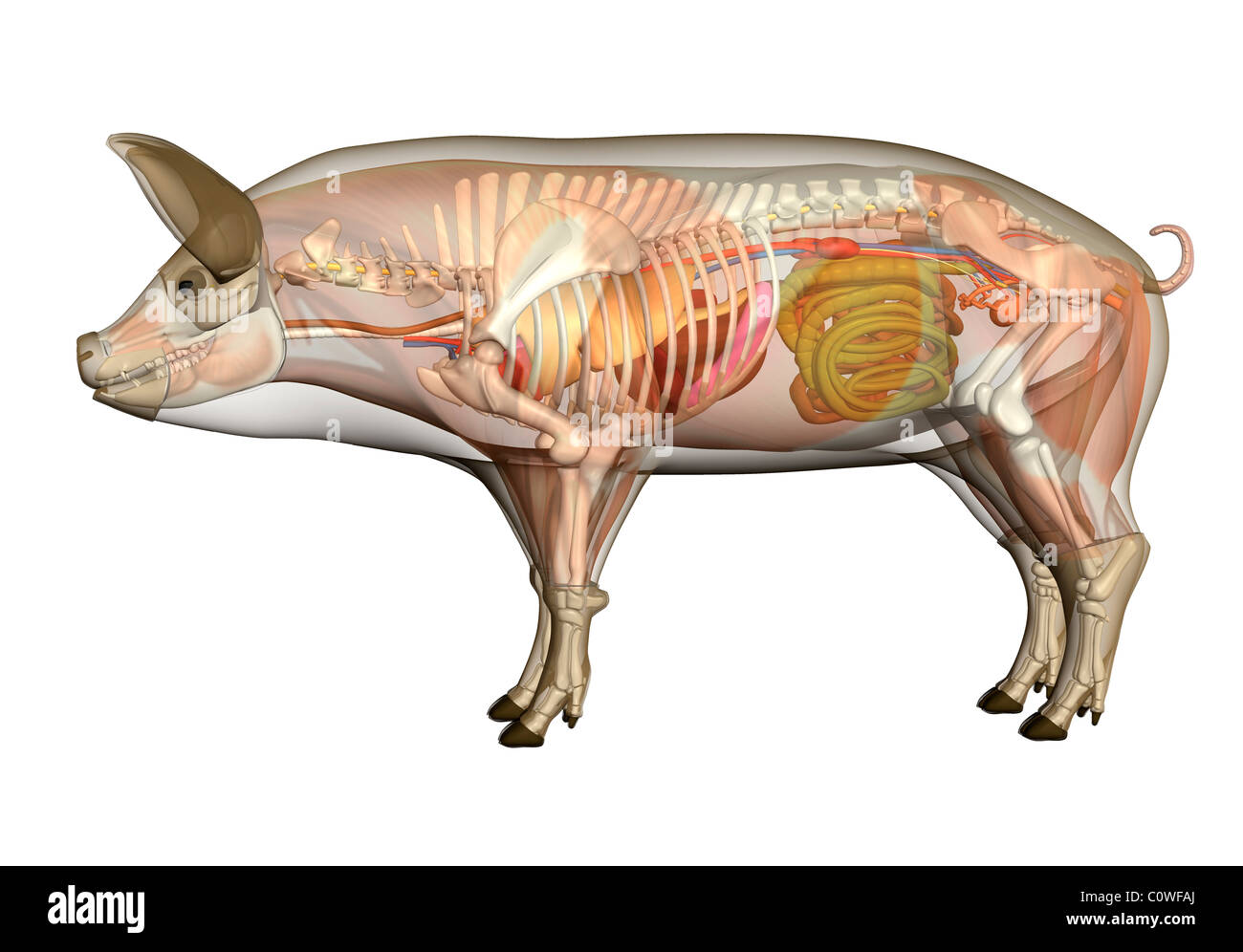 Anatomia di maiale organi corpo trasparente Foto Stock