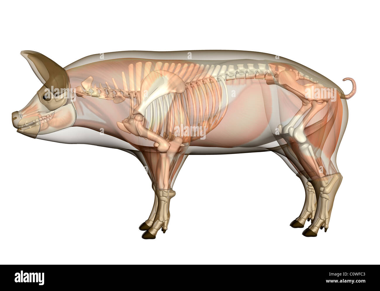 Anatomia di maiale alla muscolatura dello scheletro del corpo trasparente Foto Stock