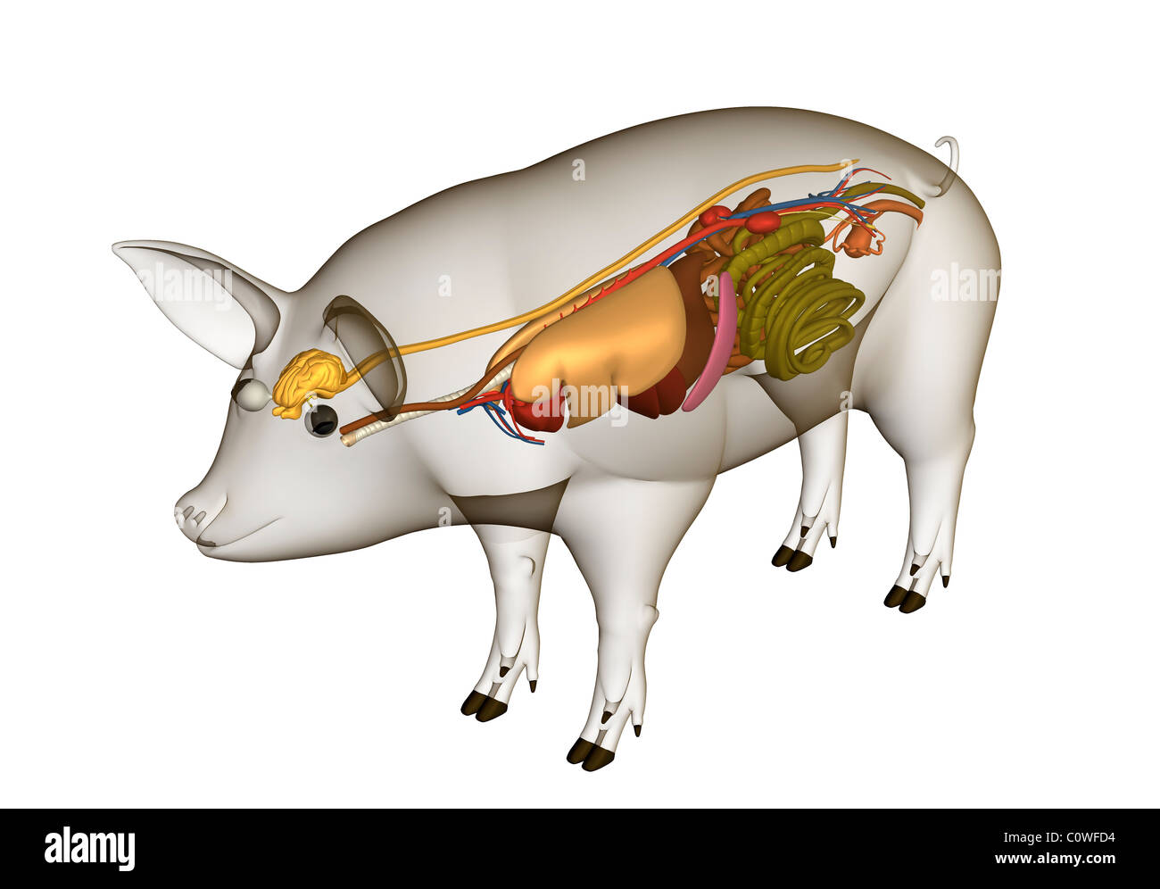 Anatomia di maiale di organi con corpo trasparente Foto Stock