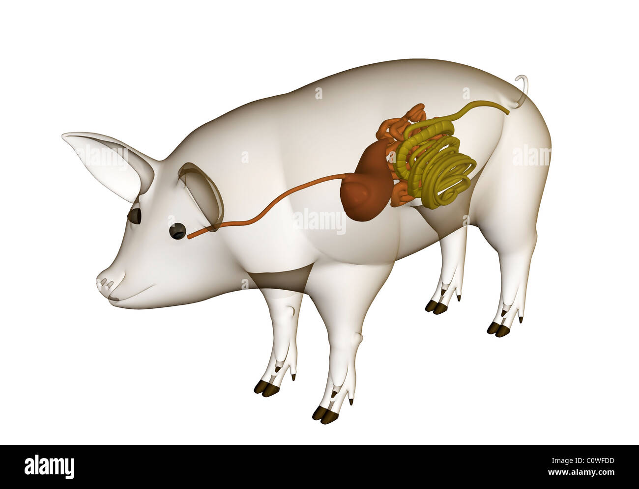 Anatomia di maiale la digestione stomaco intestino guts tratto ano con corpo trasparente Foto Stock