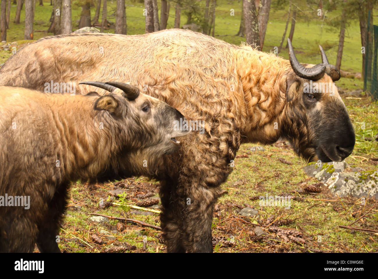 Takin, l'animale nazionale del Bhutan Foto Stock