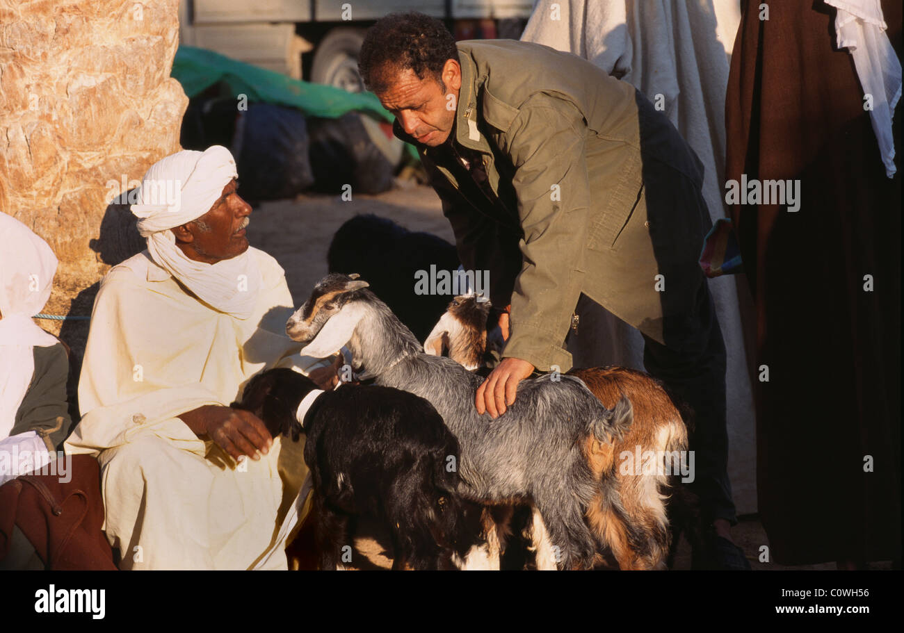 Mercato del bestiame a Douz, Tunisia Foto Stock