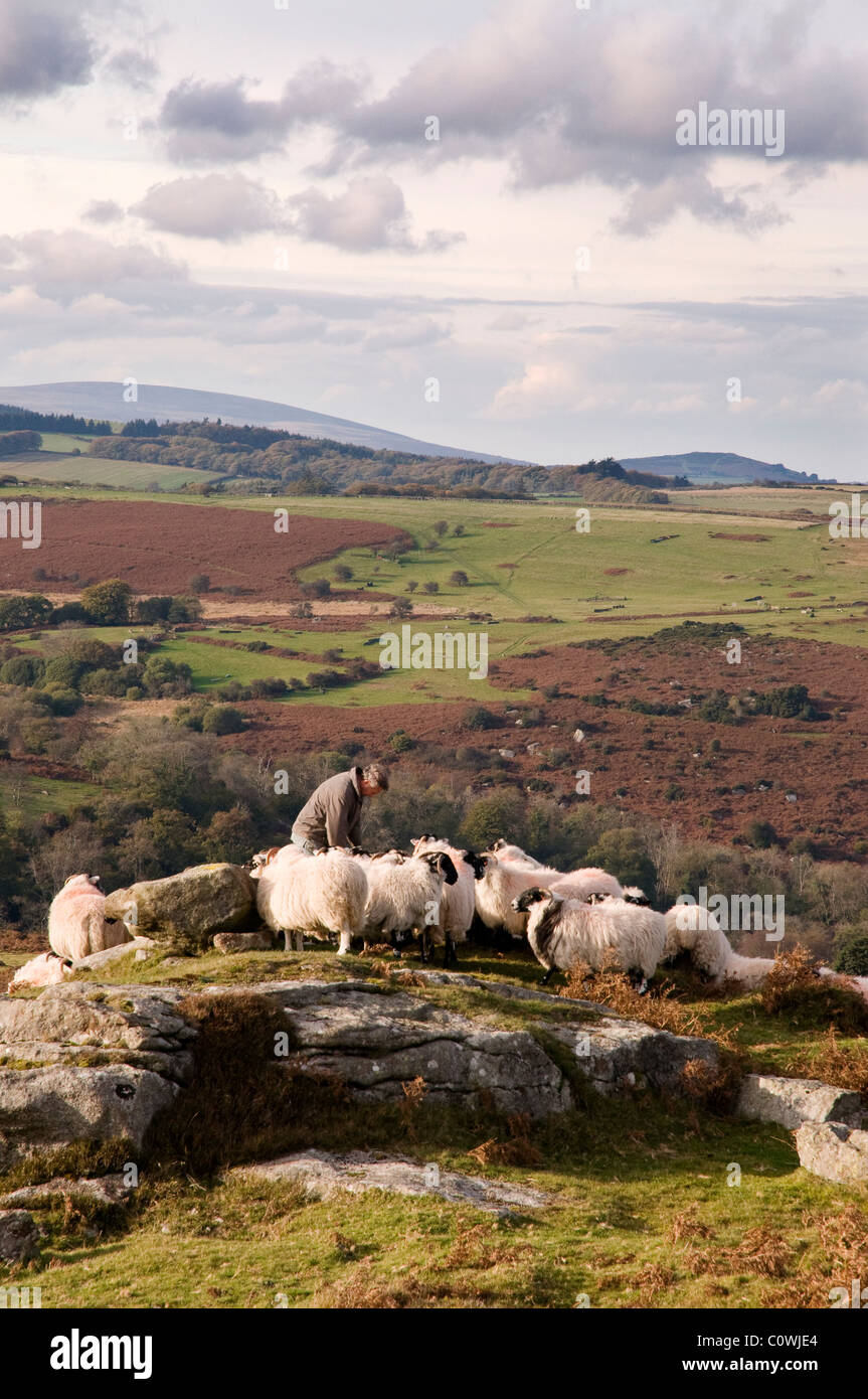 Agricoltore alimentando le sue pecore vicino a sella Tor su Dartmoor Foto Stock