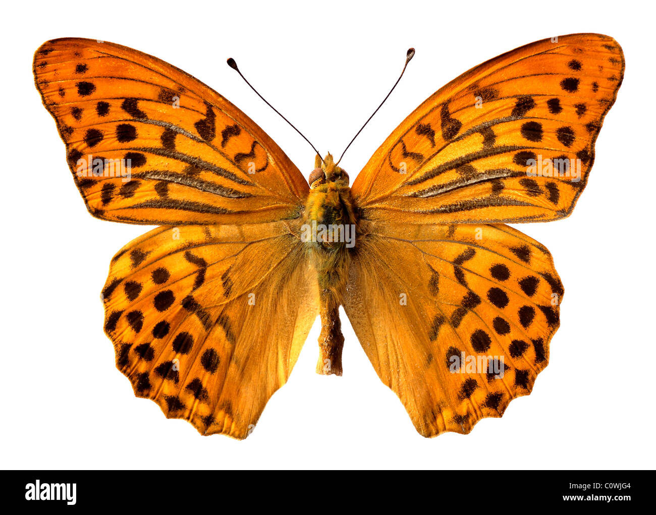 Macro di maschile argento-lavato Fritillary butterfly (Argynnis paphia) isolato su sfondo bianco Foto Stock