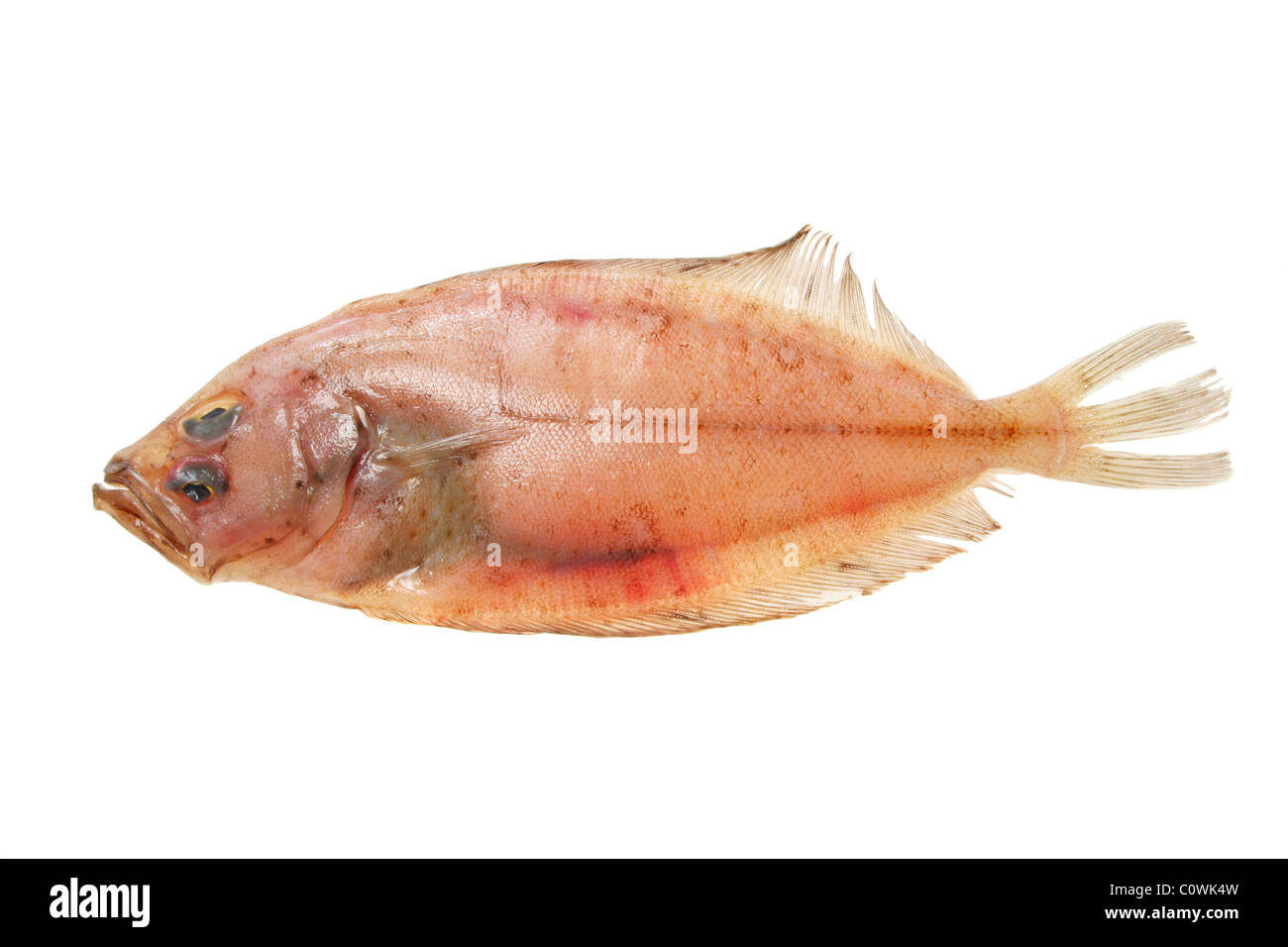 Rombo giallo sole pesce piatto isolato su bianco Foto Stock