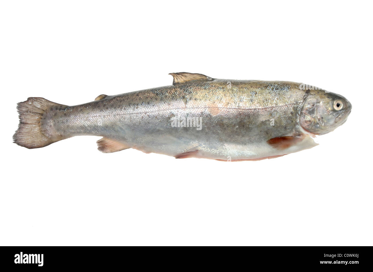 La trota arcobaleno isolato su uno sfondo bianco Foto Stock
