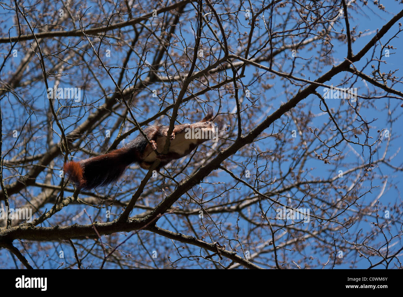 Eurasian scoiattolo rosso Sciurus vulgaris, in una foresta di spagnolo Foto Stock