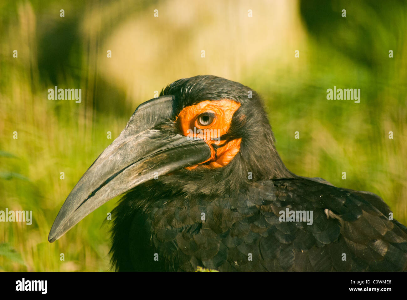 Una foto del profilo di un suolo Hornbill con un background di erba Foto Stock