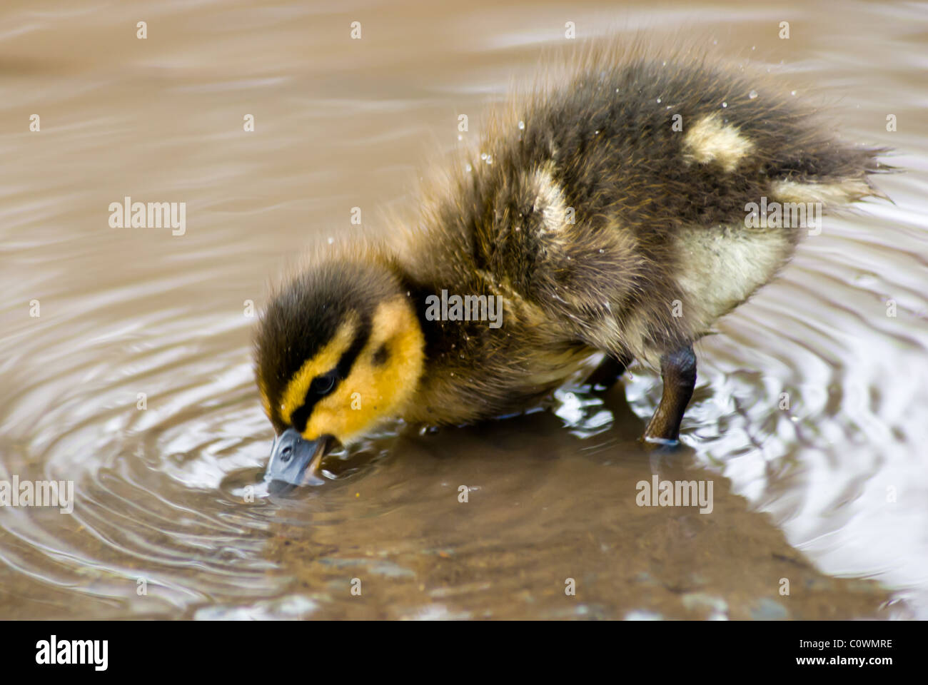 Una immagine di un piccolo anatroccolo bere da una pozzanghera Foto Stock