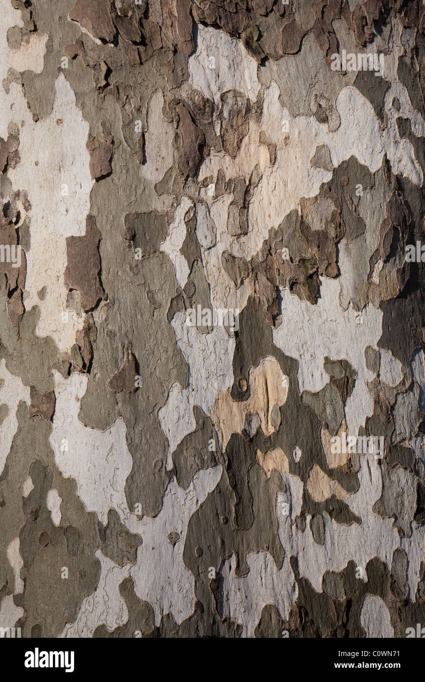 Corteccia di albero di un sicomoro nel Central Park di New York Foto Stock