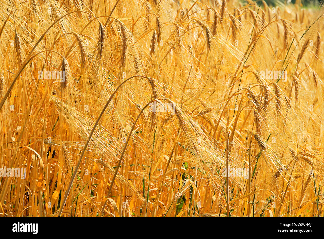 Roggenfeld - campo di segale 10 Foto Stock