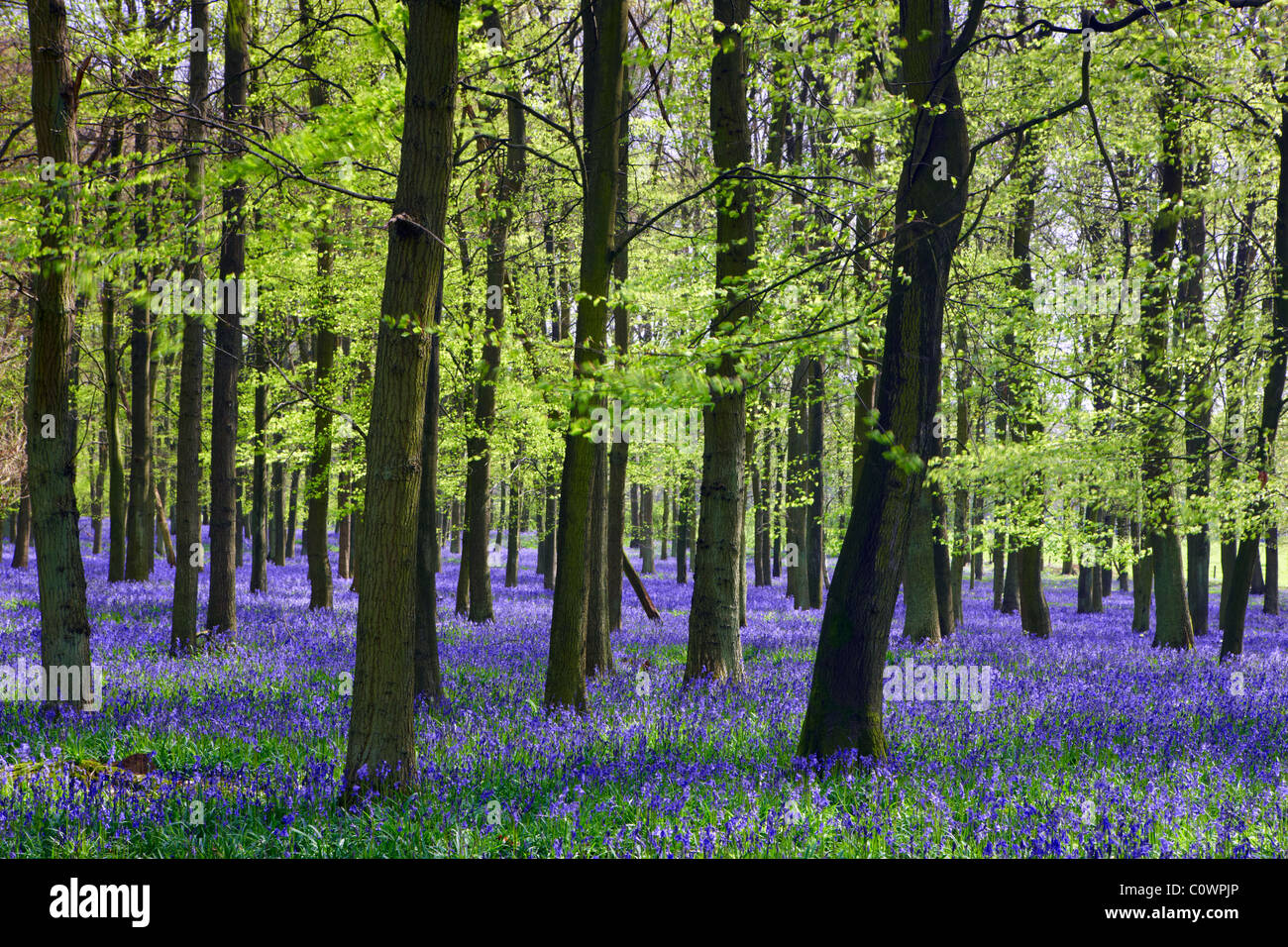 English bluebell wood Foto Stock