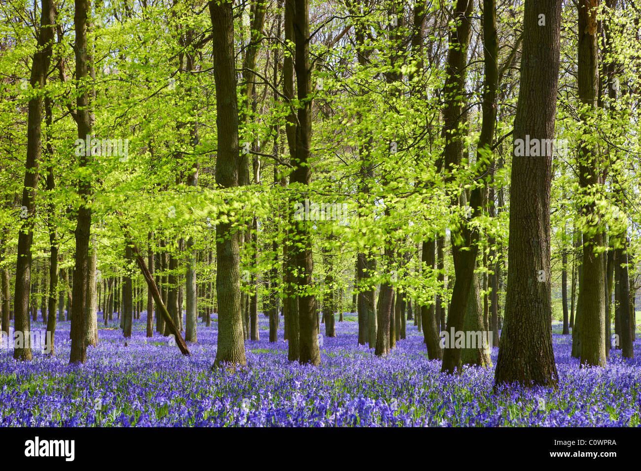 English bluebell woodland Foto Stock