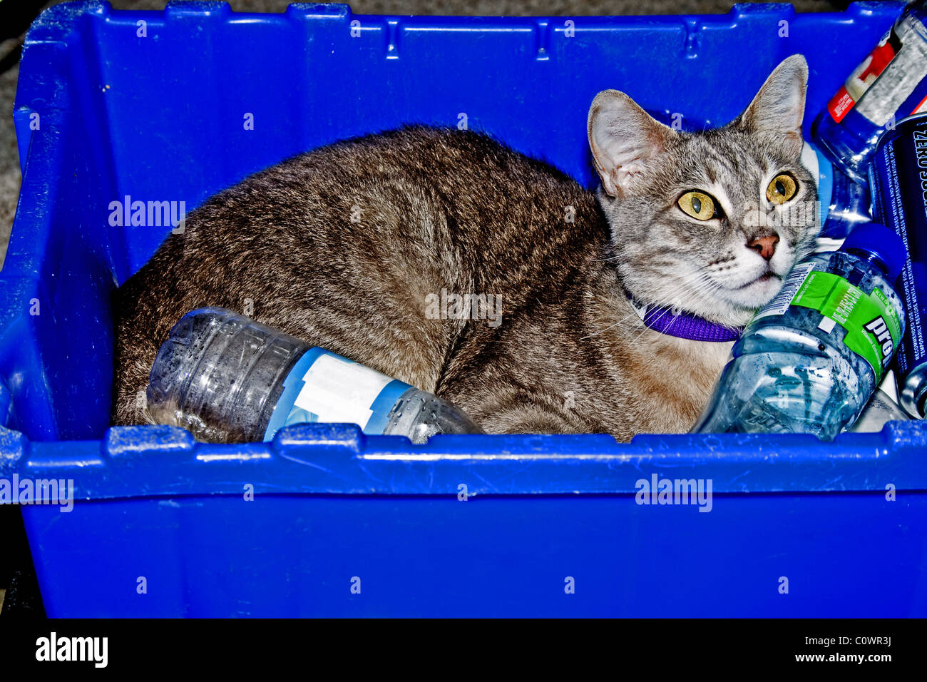 Cat in appoggio in un cestino Foto Stock