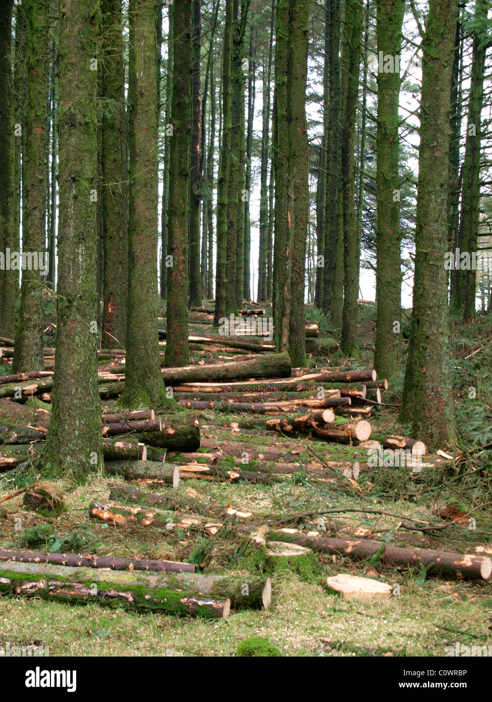 Abbattimento degli alberi, REGNO UNITO Foto Stock