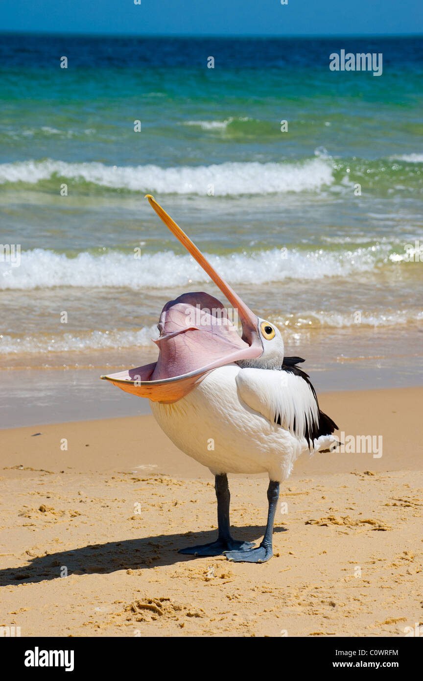 Australian pelican stretching Foto Stock