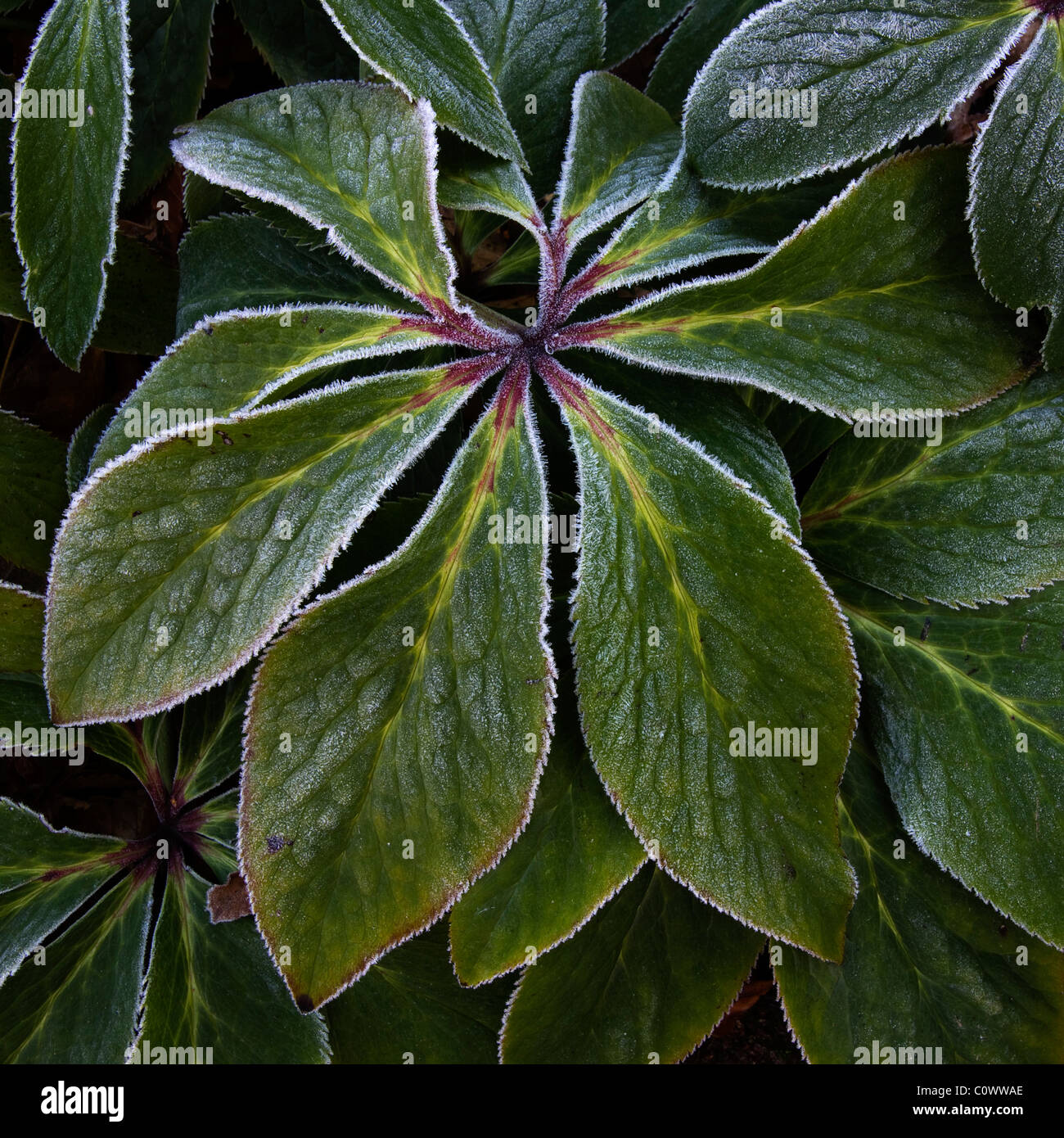 Primo piano di Hellebore gelido (Helleborus orientalis) foglie in inverno Foto Stock