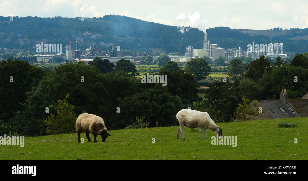 Il pascolo ovino, background industriale Foto Stock